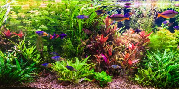 A green beautiful planted tropical freshwater aquarium with fishes